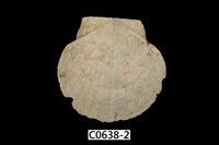 藏品(海扇蛤)的圖片